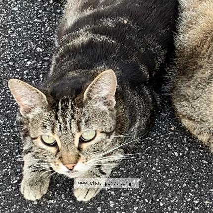 Foto 1/1 Kelly Chat perdido en Froideconche