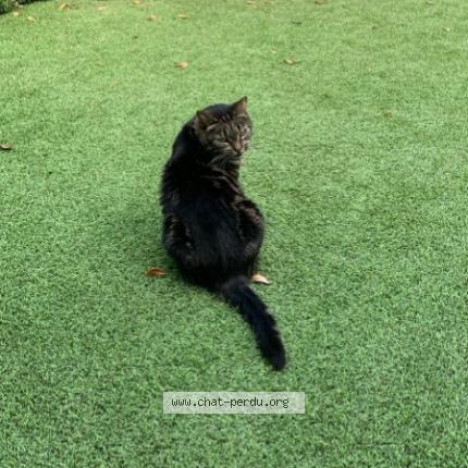 Foto 1/1 Canelle Chat perdido en Tours