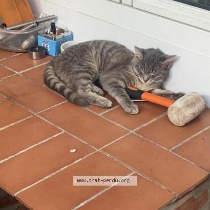 Foto 1/1 George Chat perdido en Lumbres