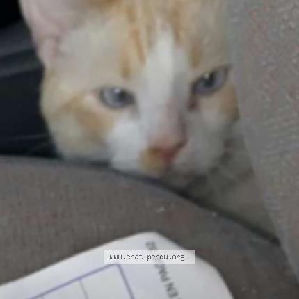 Foto 1/1 Légende Chat perdido en Saint nazaire