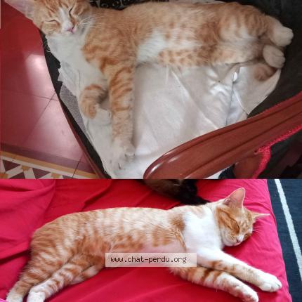 Foto 1/1 Nino Chat perdido en Ales