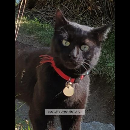 Foto 1/1 Tchertik Chat perdido en Ceillac