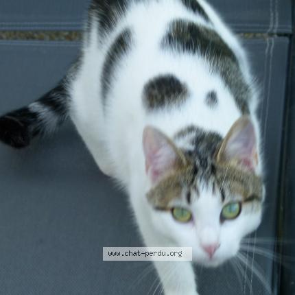 Foto 1/1 Sacha Chat perdido en Guemene penfao