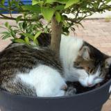 Foto del gato perdido en Lesigny