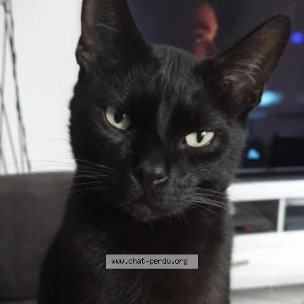 Foto 1/1 Blacki Chat perdido en Bonneville