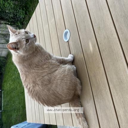 Foto 1/1 Sydney Chat perdido en Vivonne