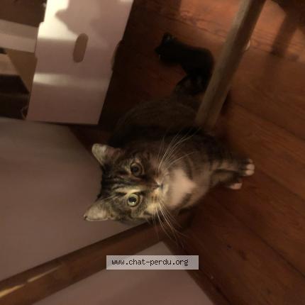 Foto 1/1 chipie Chat perdido en St herblain