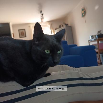 Foto 1/1 Prunelle Chat perdido en Gisors