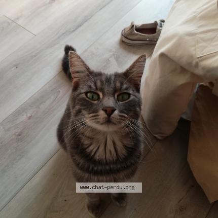 Foto 1/1 Smilou Chat perdido en Poitiers