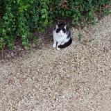 Foto del gato perdido en Montceau Les Mines