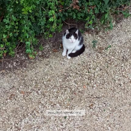 Foto 1/1 Fripon Chat perdido en Montceau les mines