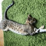 Foto del gato perdido en Mouries