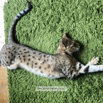 Foto 1/1 Flamme Chat perdido en Mouries