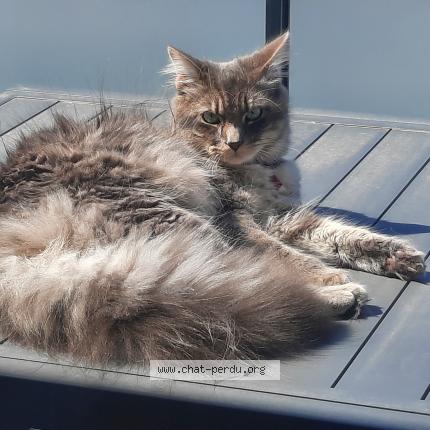 Foto 1/1 Oshy Chat perdido en Givrand