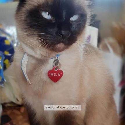 Foto 1/1 Mila Chat perdido en Tarascon sur rhone