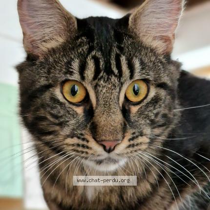 Foto 1/1 Winnie Chat perdido en Saint leu d esserent