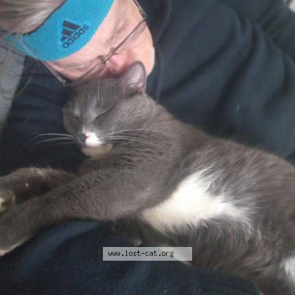 Foto 1/1 Purrvis Chat perdido en Kingston