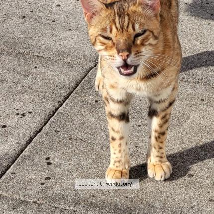 Foto 1/1 Sweet Chat perdido en Gingsheim