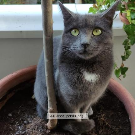 Foto 1/1 Sacha Chat perdido en Saint denis