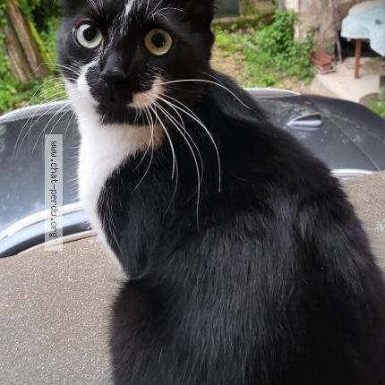 Foto 1/1 ULYSSE Chat perdido en Migne auxances