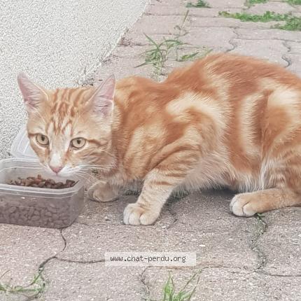 Foto 1/1 Gato encontrado Encontrado en Argenteuil