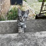 Foto del gato perdido en Val De Meuse Montigny Le Roi