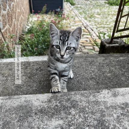 Foto 1/1 Pirouette Chat perdido en Val de meuse montigny le roi