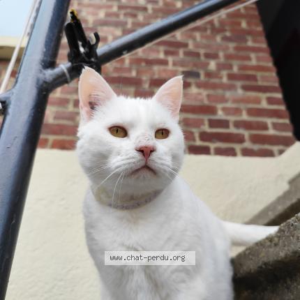 Foto 1/1 Simba Chat perdido en Brionne