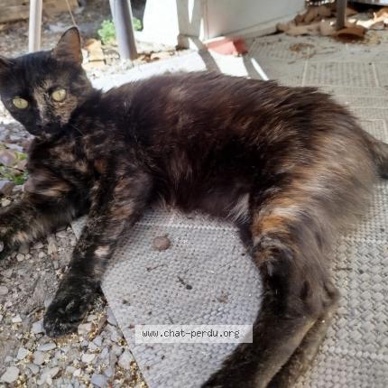 Foto 1/1 Isis Chat perdido en Juvignac