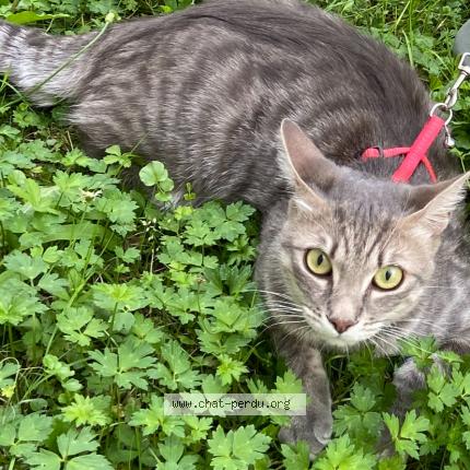 Foto 1/1 Tylou Chat perdido en Nevez port manec h