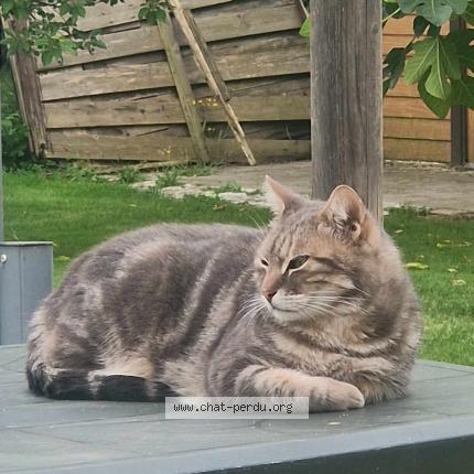 Foto 1/1 Schumi Chat perdido en Arnage 72230