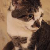 Foto del gato perdido en Demu