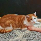 Foto del gato perdido en Montreuil Sur Loir