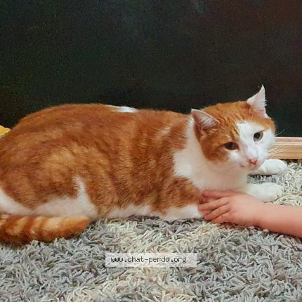 Foto 1/1 Mimi Chat perdido en Montreuil sur loir