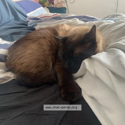 Foto 1/1 Narco Chat perdido en Kergloff