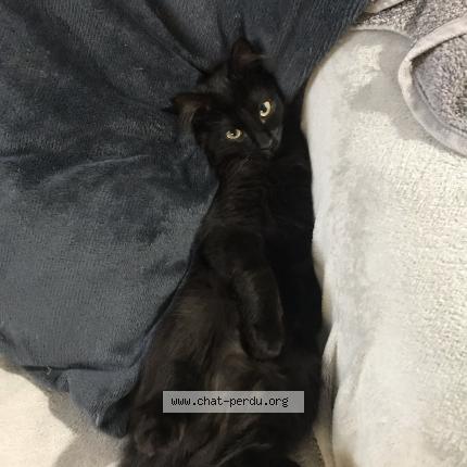 Foto 1/1 ulysse Chat perdido en Pontcharra