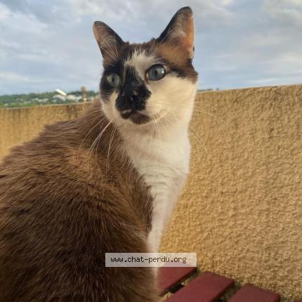 Foto 1/1 Mew Chat perdido en Laroque timbaut
