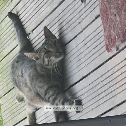 Foto 1/2 Tigrou Chat perdido en Seysses