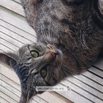 Foto 2/2 Tigrou Chat perdido en Seysses