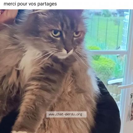 Foto 1/1 Odgy Chat perdido en Marillac le franc