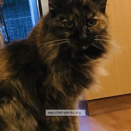 Foto 1/1 Calyptus Chat perdido en Perigueux 24000