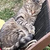 Foto del gato perdido en Le Dorat