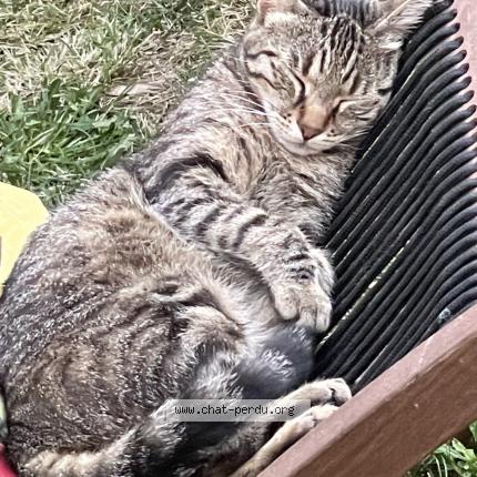 Foto 1/1 Tiago Chat perdido en Le dorat