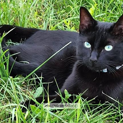 Foto 1/1 Kyara Chat perdido en Fleurines