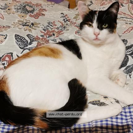 Foto 1/1 Shaika Chat perdido en Montdidier