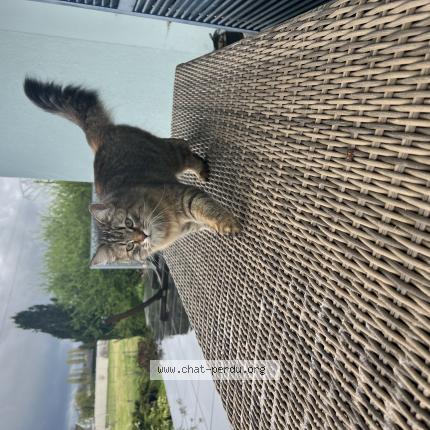 Foto 1/1 Tokyo Chat perdido en Vincey