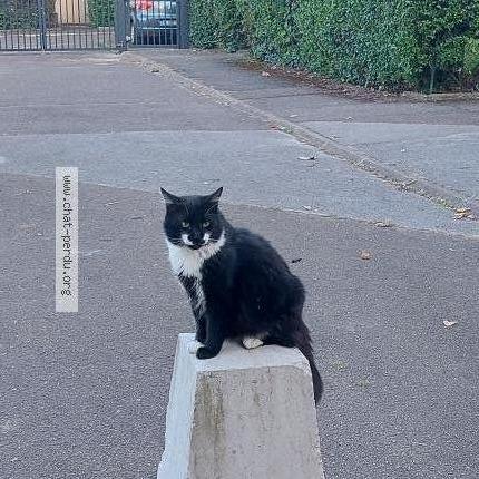 Foto 1/1 Noah dit Merlin Chat perdido en Chenove