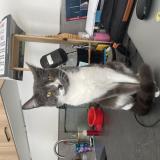 Foto del gato perdido en Perpignan