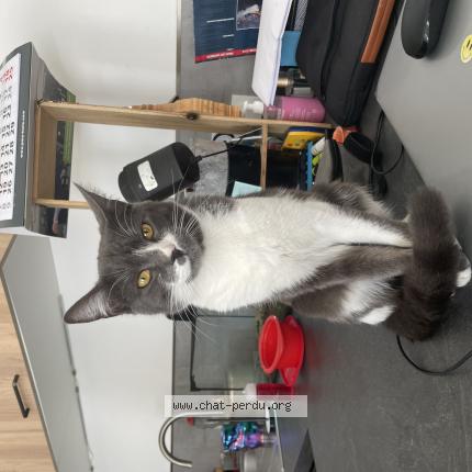 Foto 1/1 Minaw Chat perdido en Perpignan