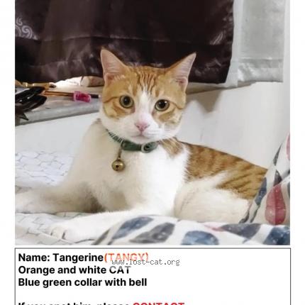 Foto 1/1 Tangy Chat perdido en Ranchi